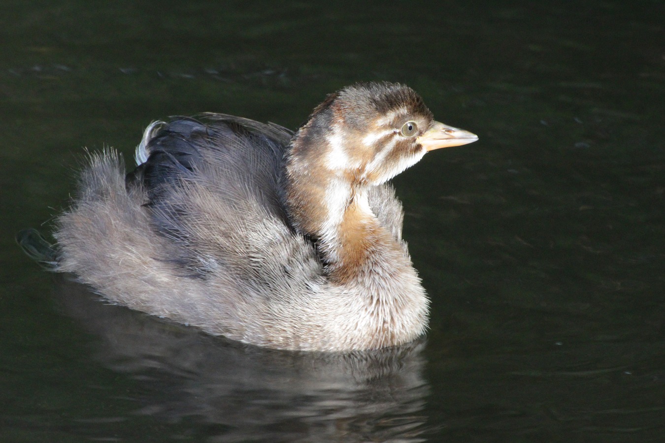 水鳥カイツブリの幼鳥