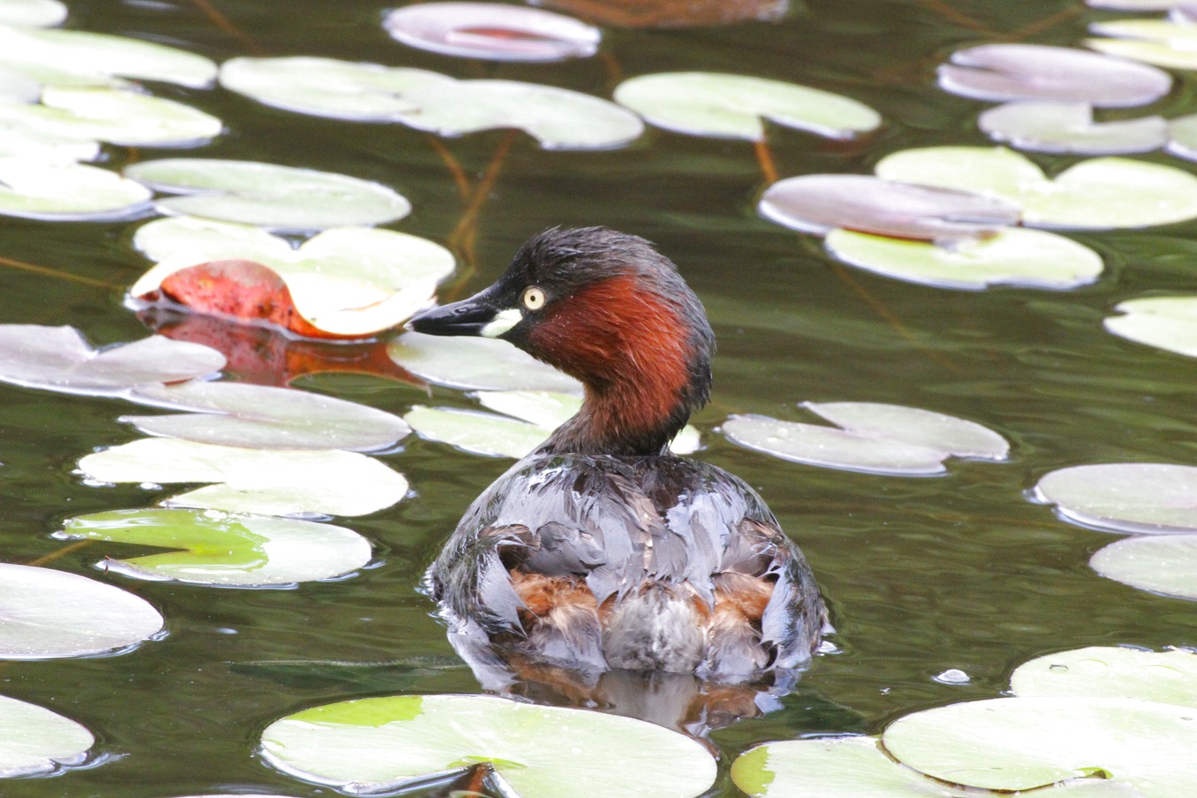 カイツブリの親鳥