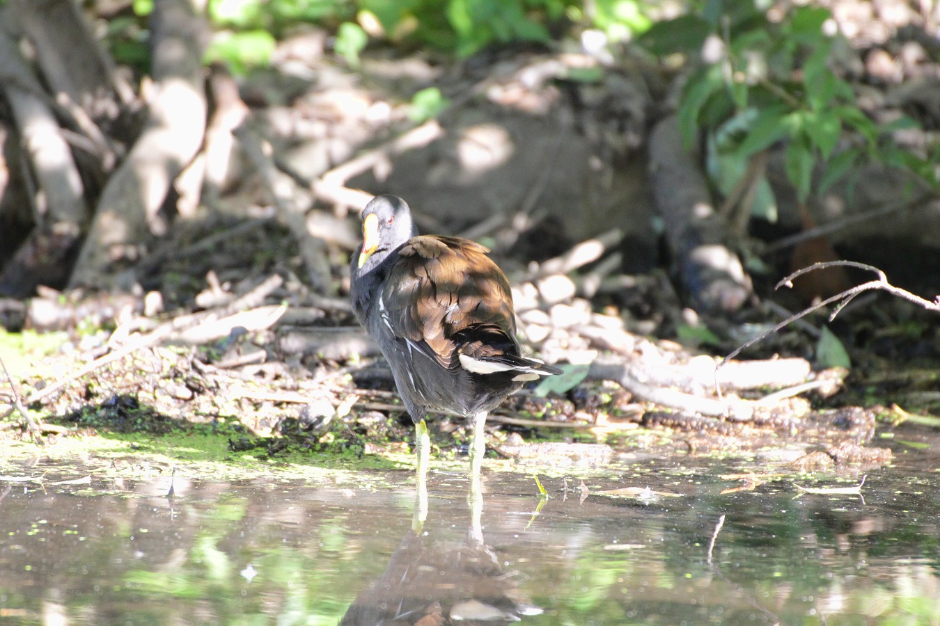 緑の夏景色の中振り返る水鳥バン