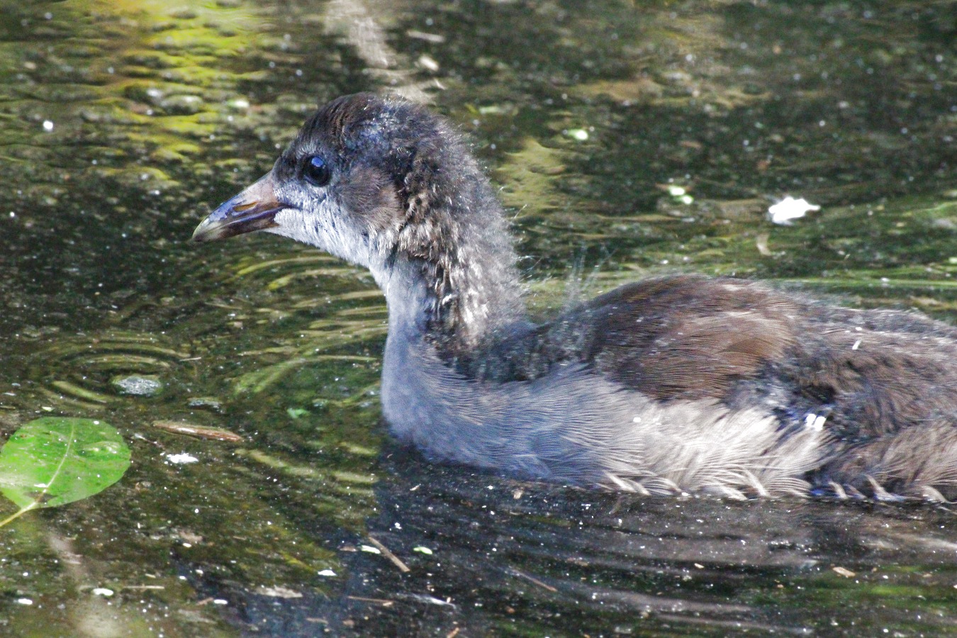水鳥バンのヒナ鳥