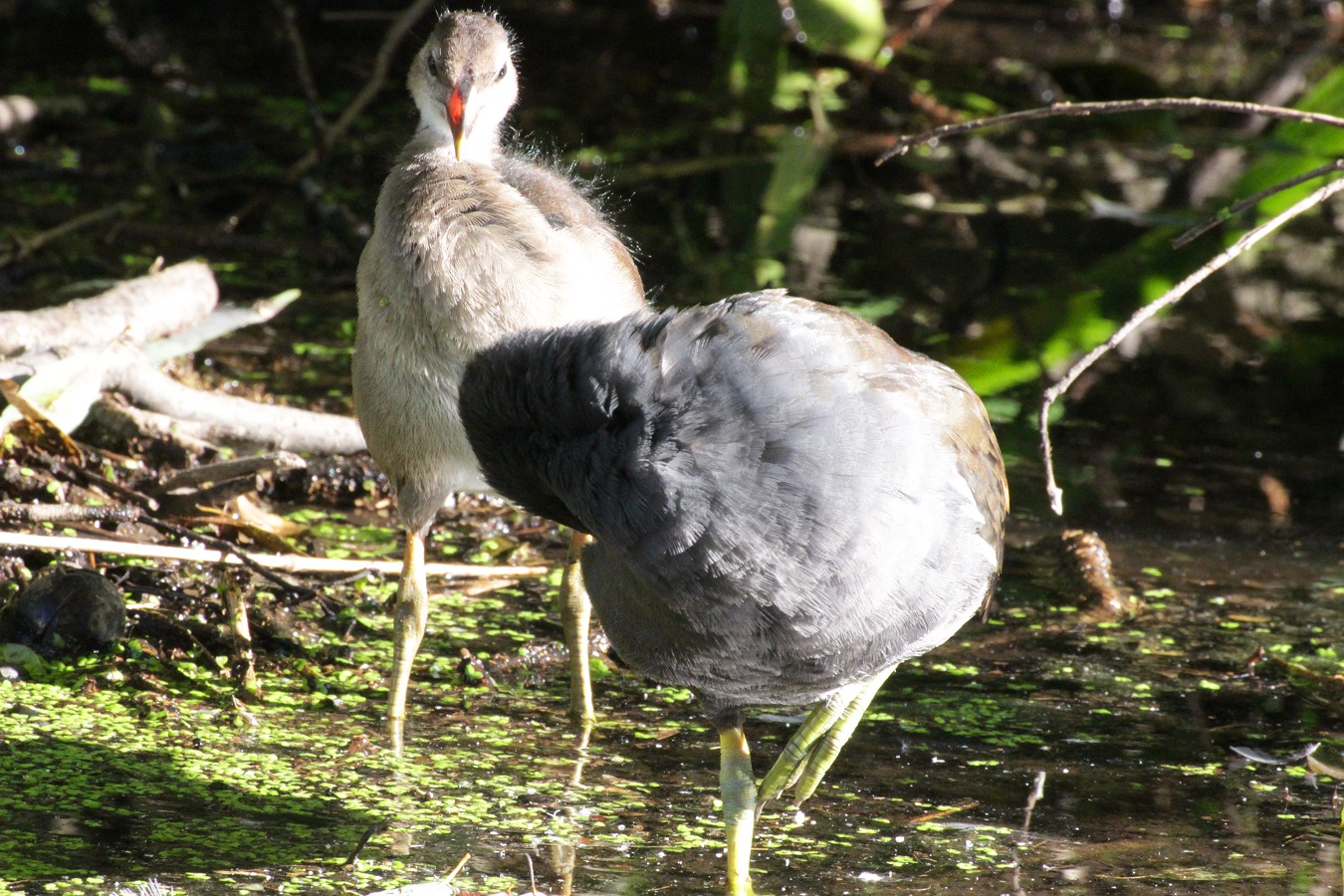 水鳥バンの親子