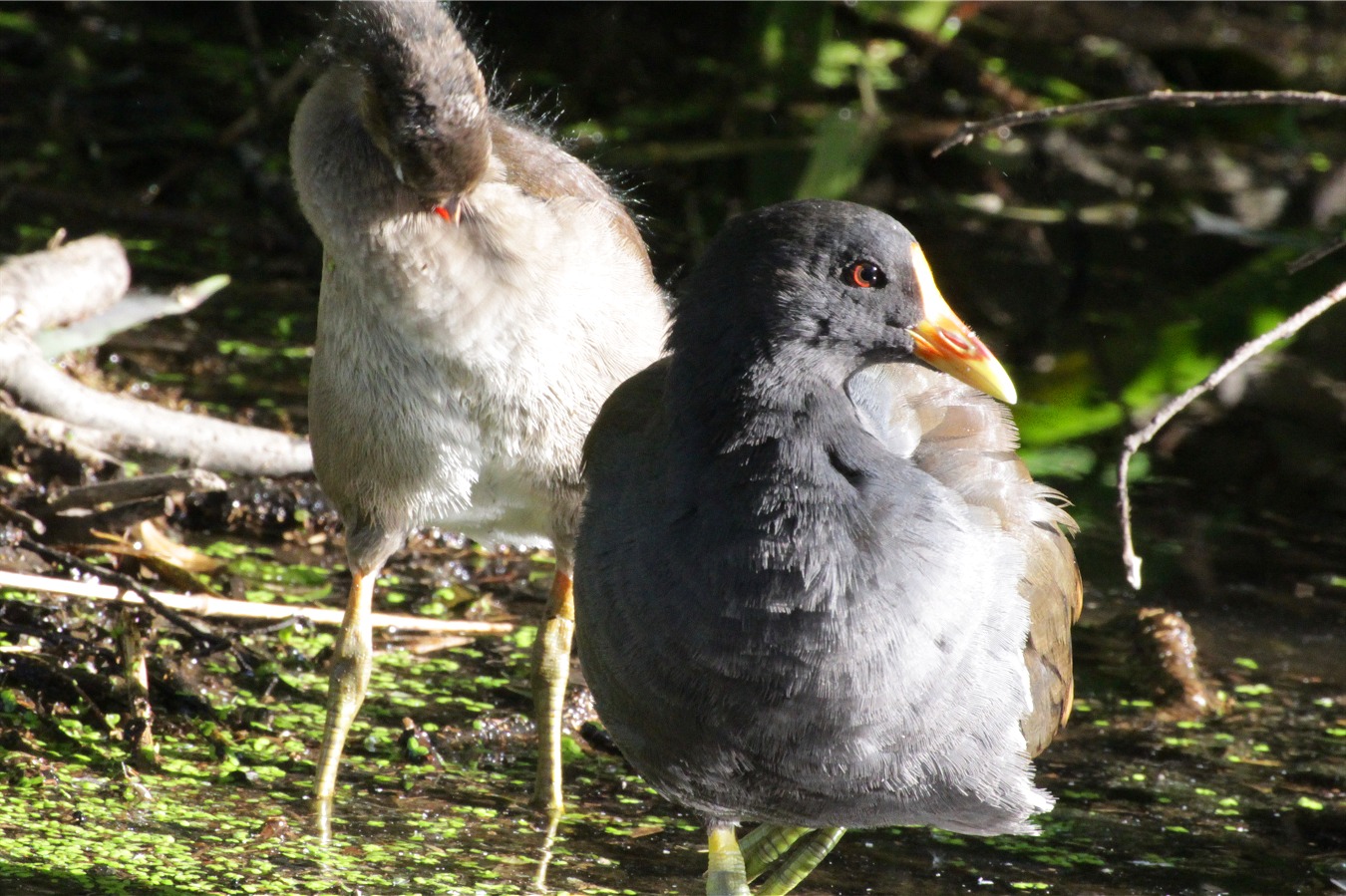 水鳥バンの親子