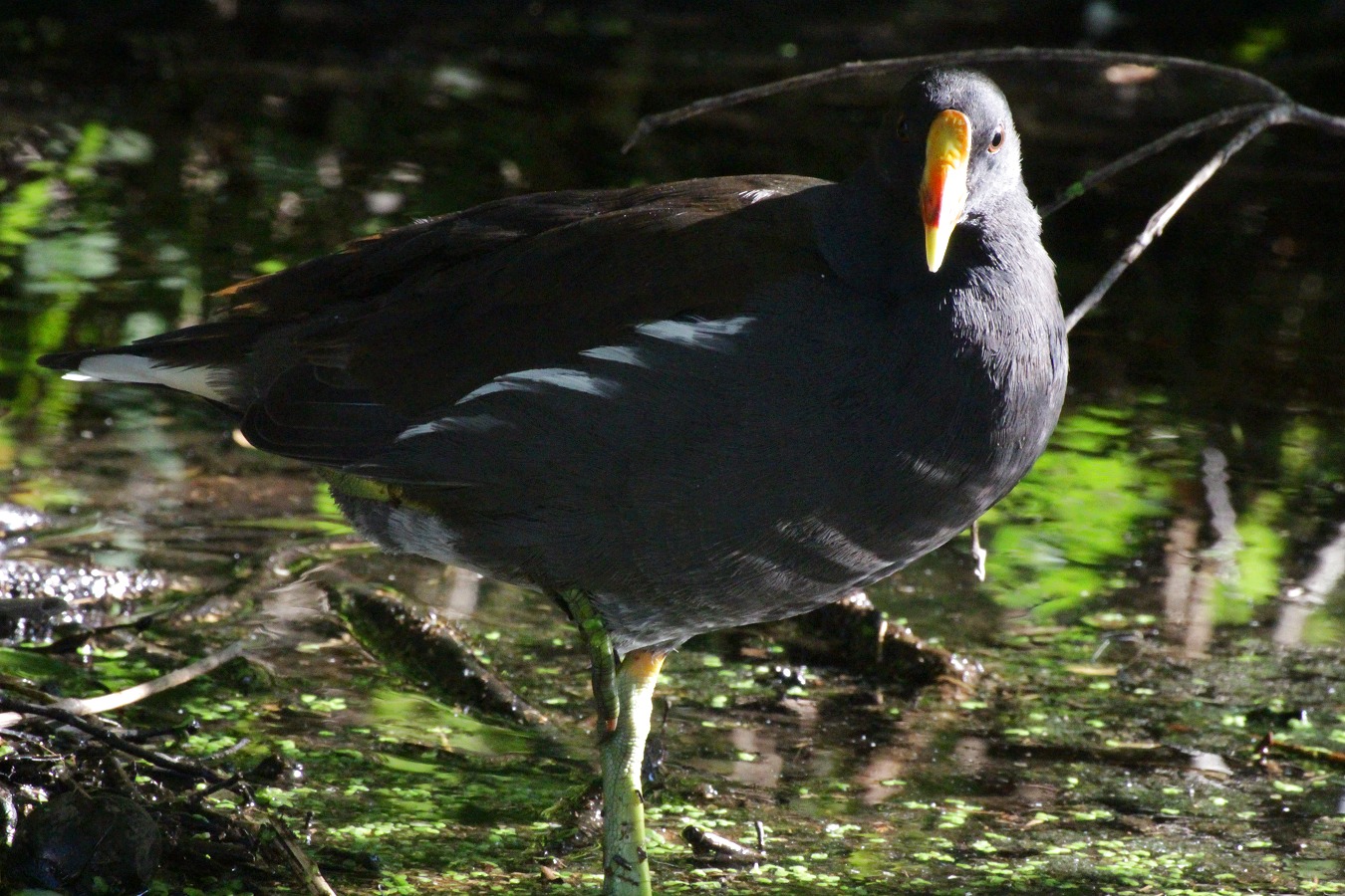 雌雄同色の水鳥バンの親鳥