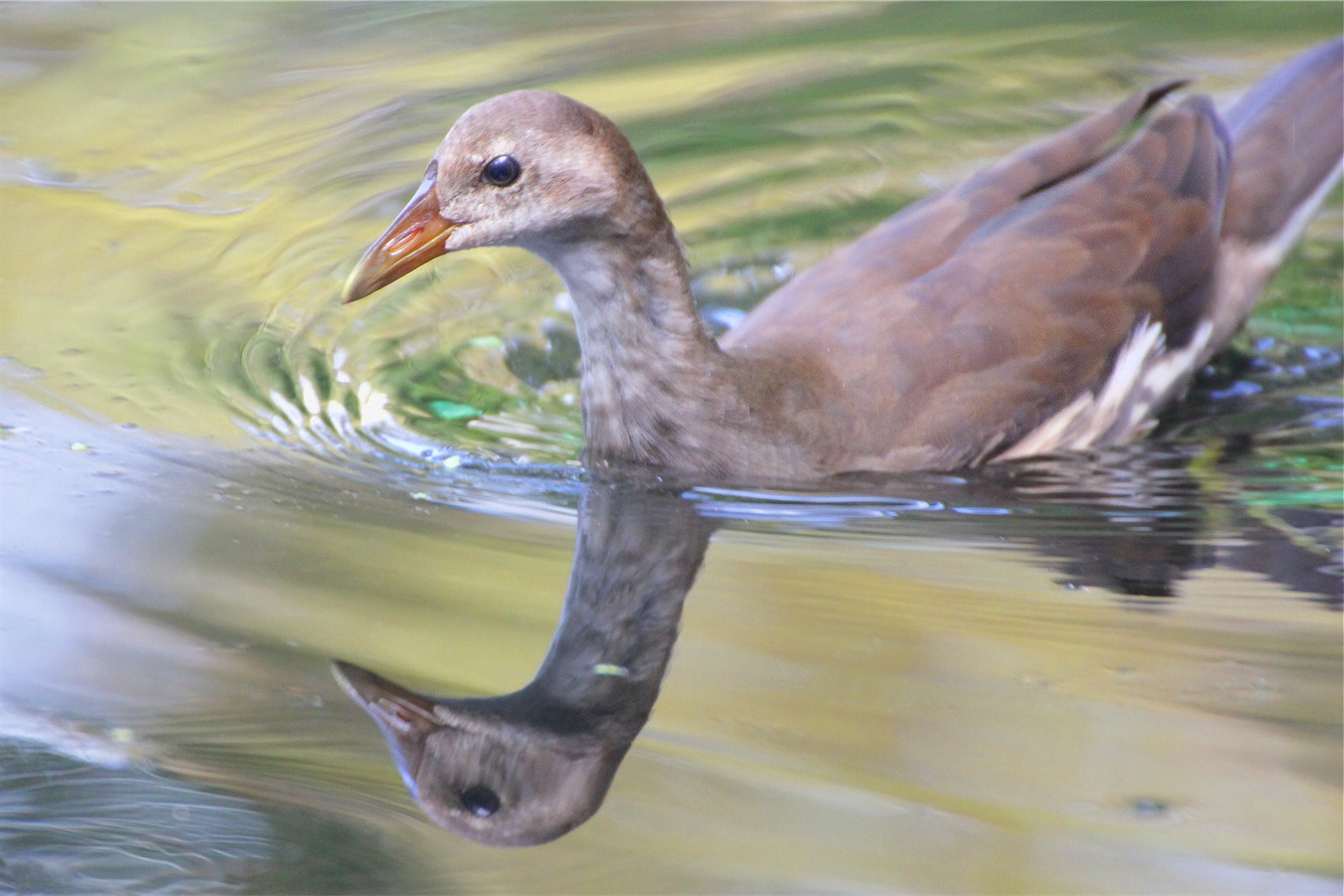水鳥バンの幼鳥