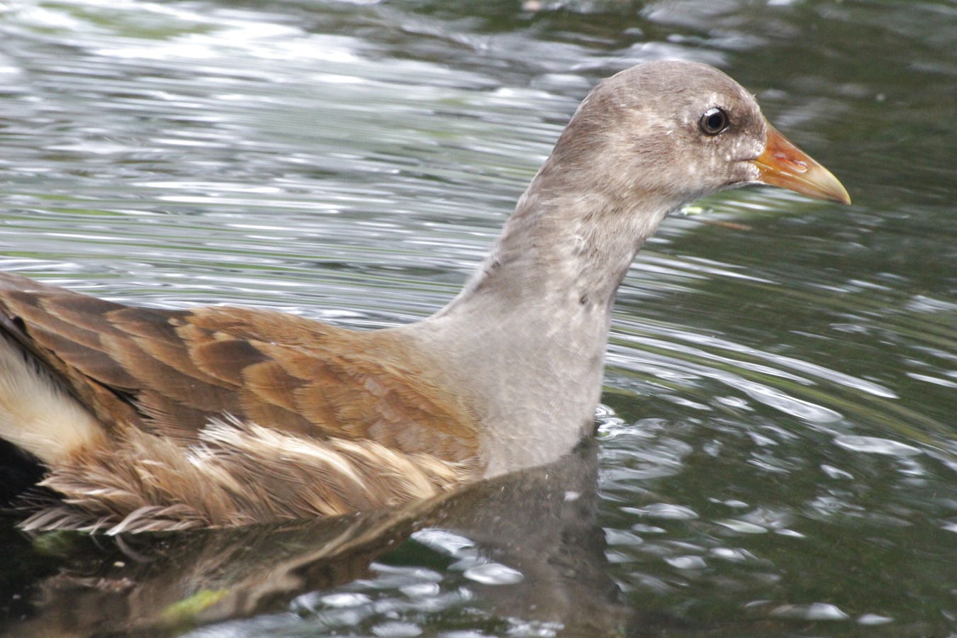 水鳥バンの幼鳥