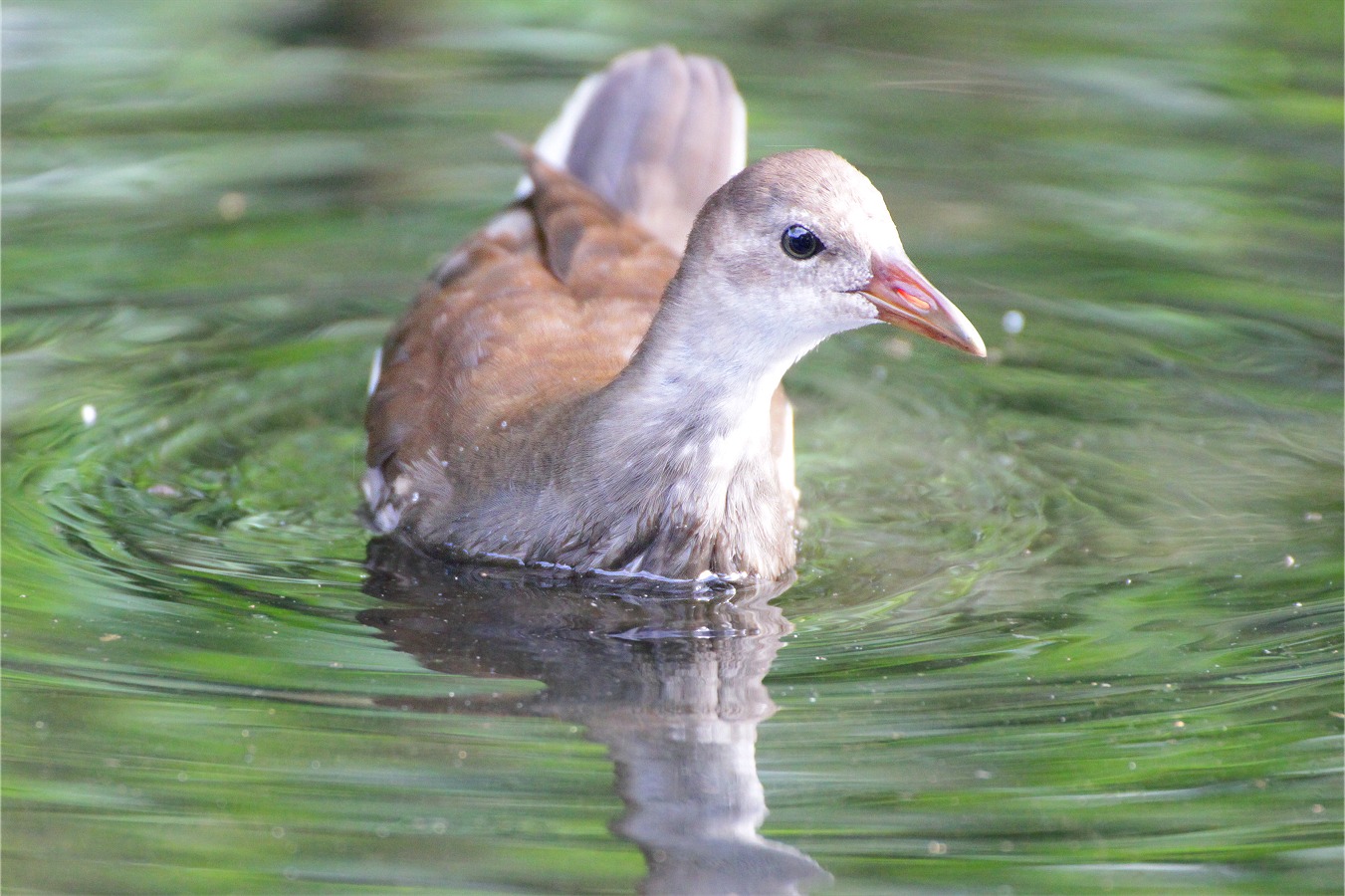 水鳥バンの幼鳥