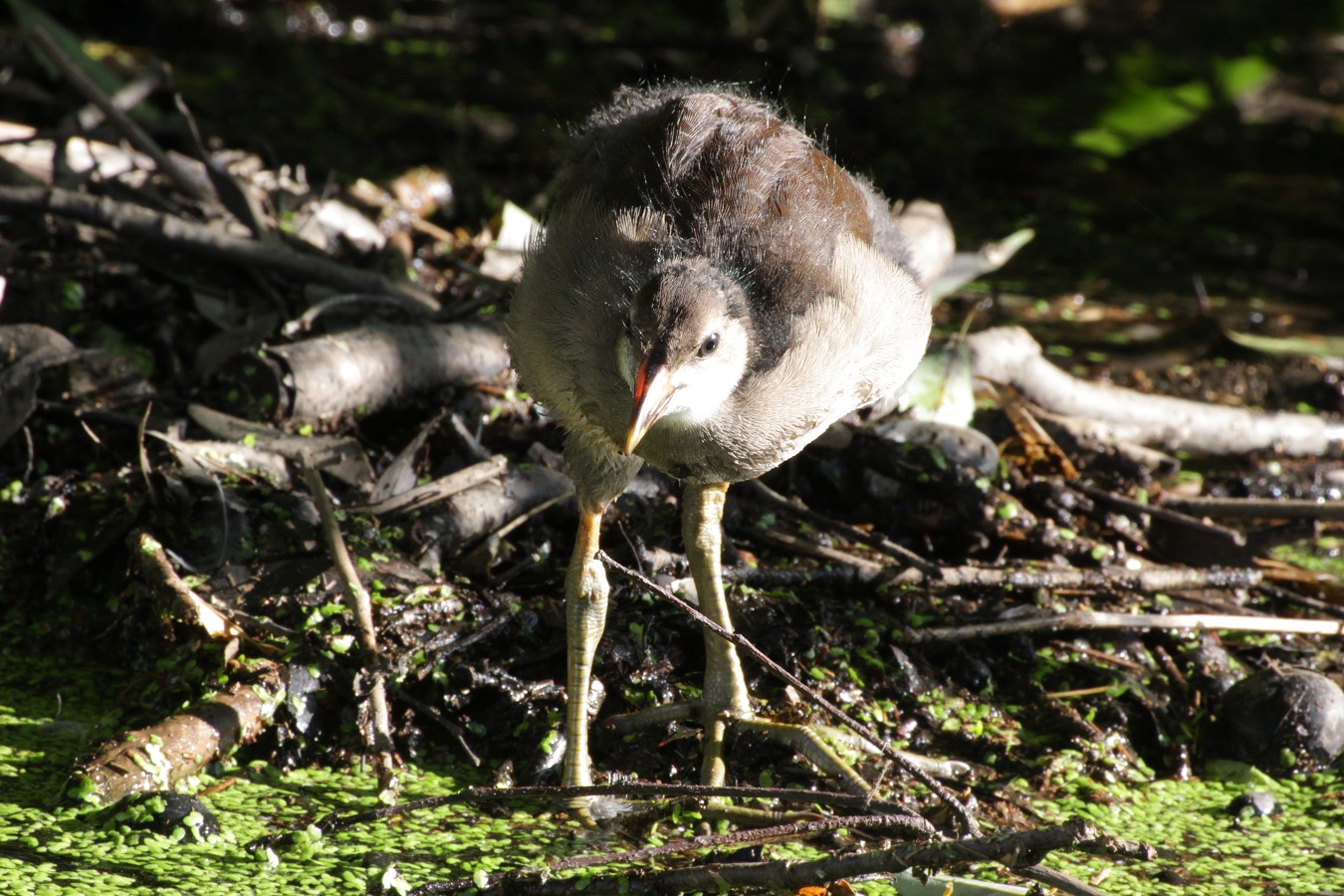 水鳥バン幼鳥の採餌