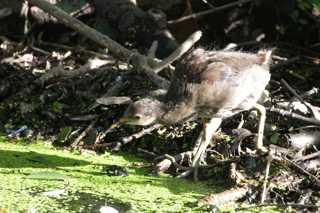 水鳥バン幼鳥の採餌