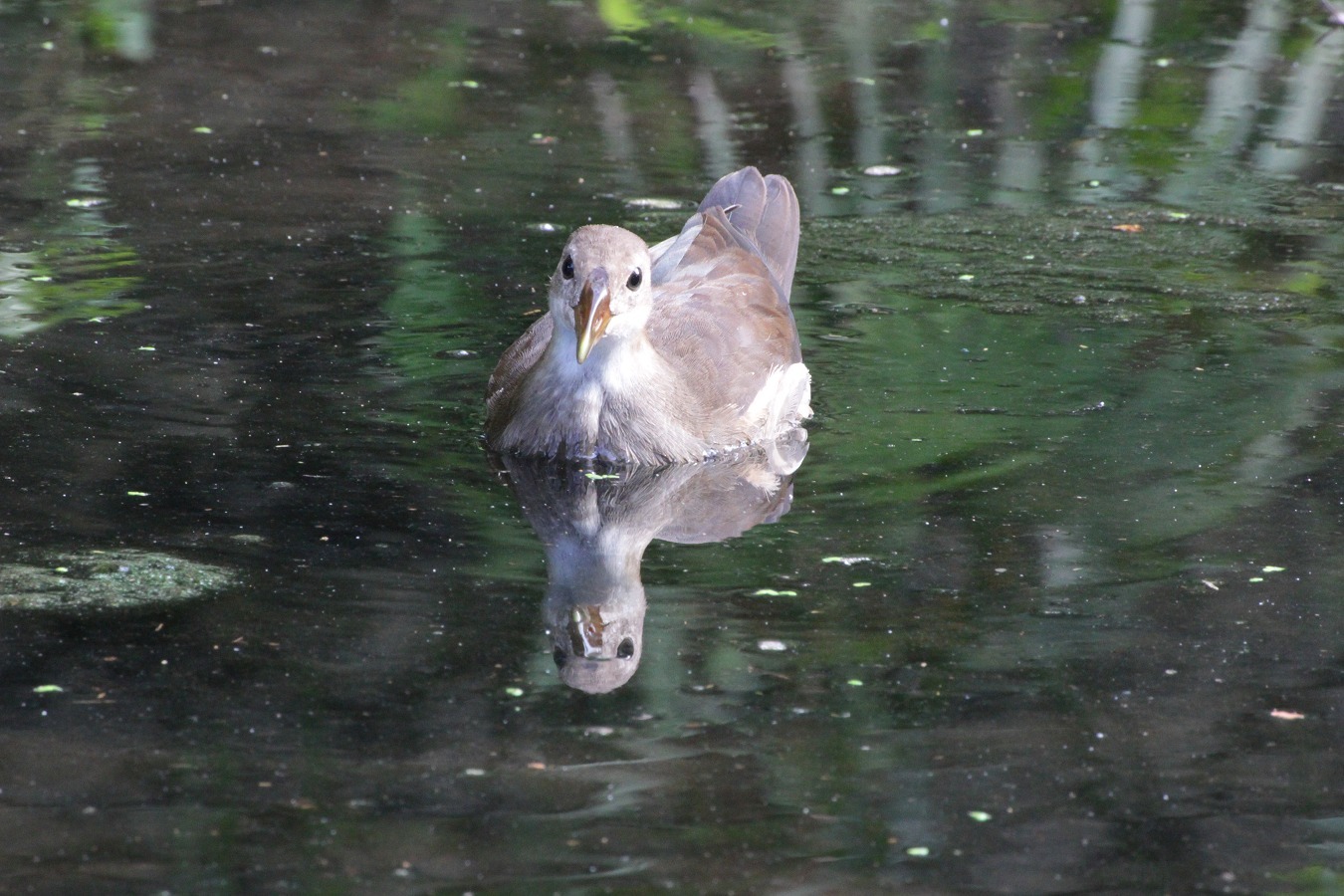 水鳥バンの幼鳥