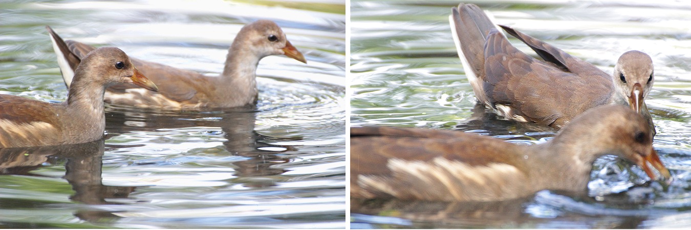 水鳥バンの幼鳥のきょうだい