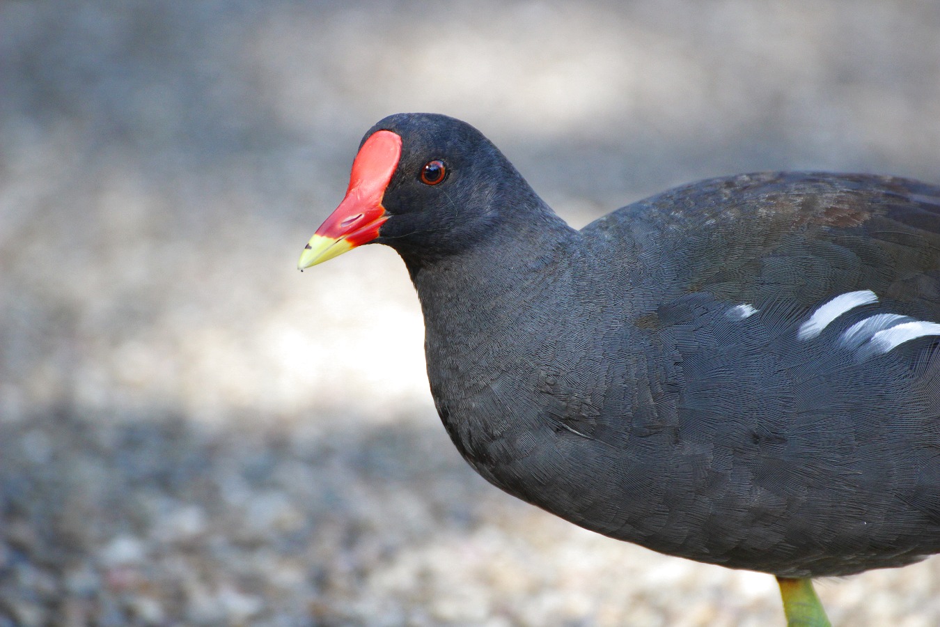 水鳥バンの成鳥