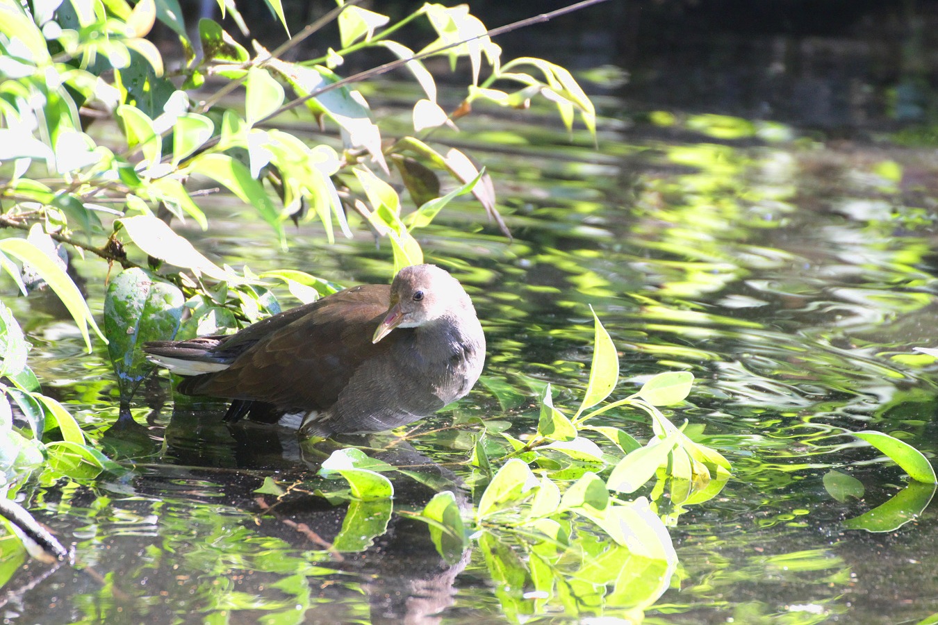 緑の夏景色と水鳥バンの幼鳥