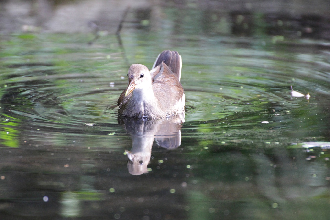 夏の池を泳ぐ水鳥バンの幼鳥
