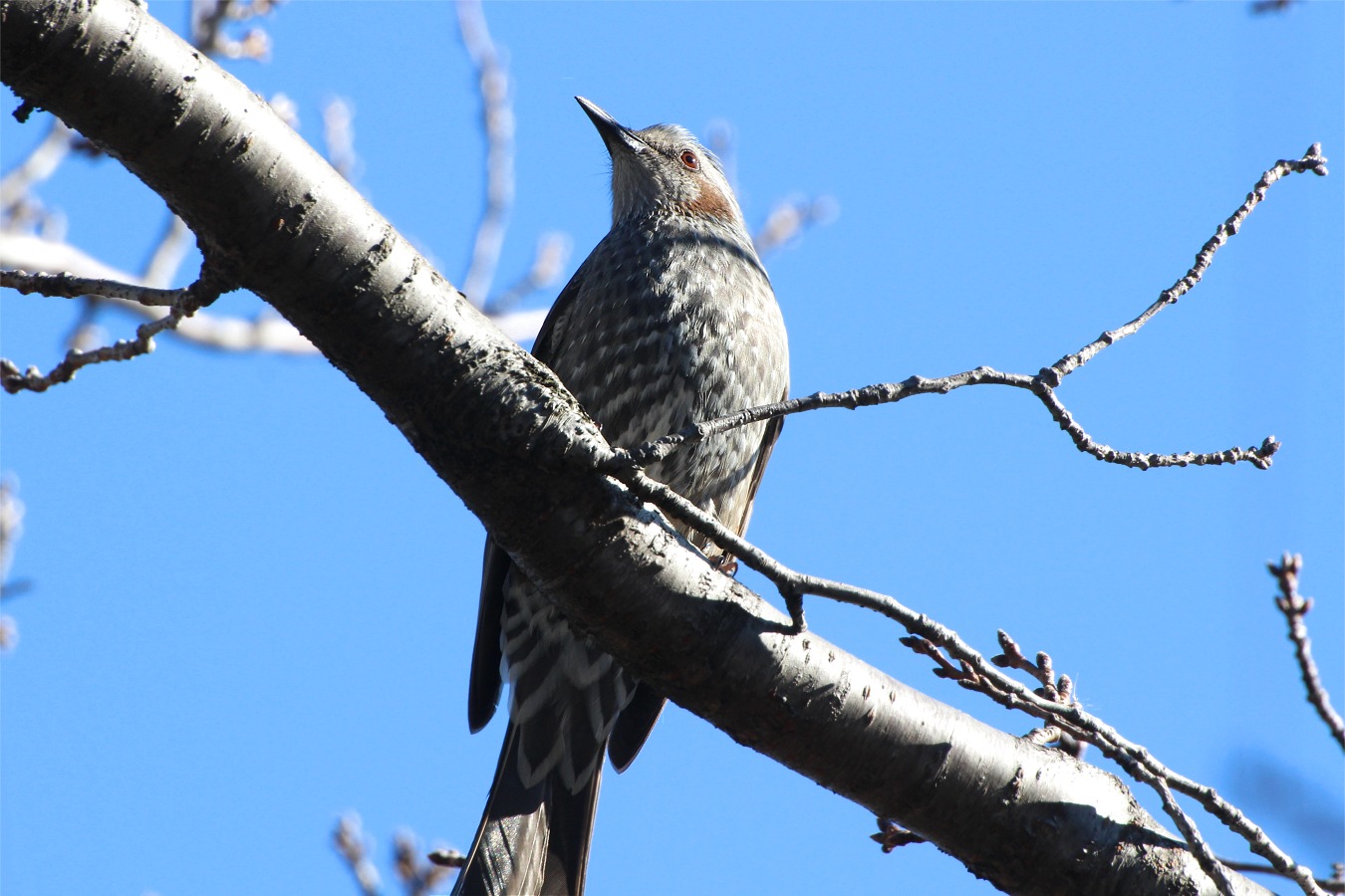 青空の下で冬木にとまるヒヨドリ