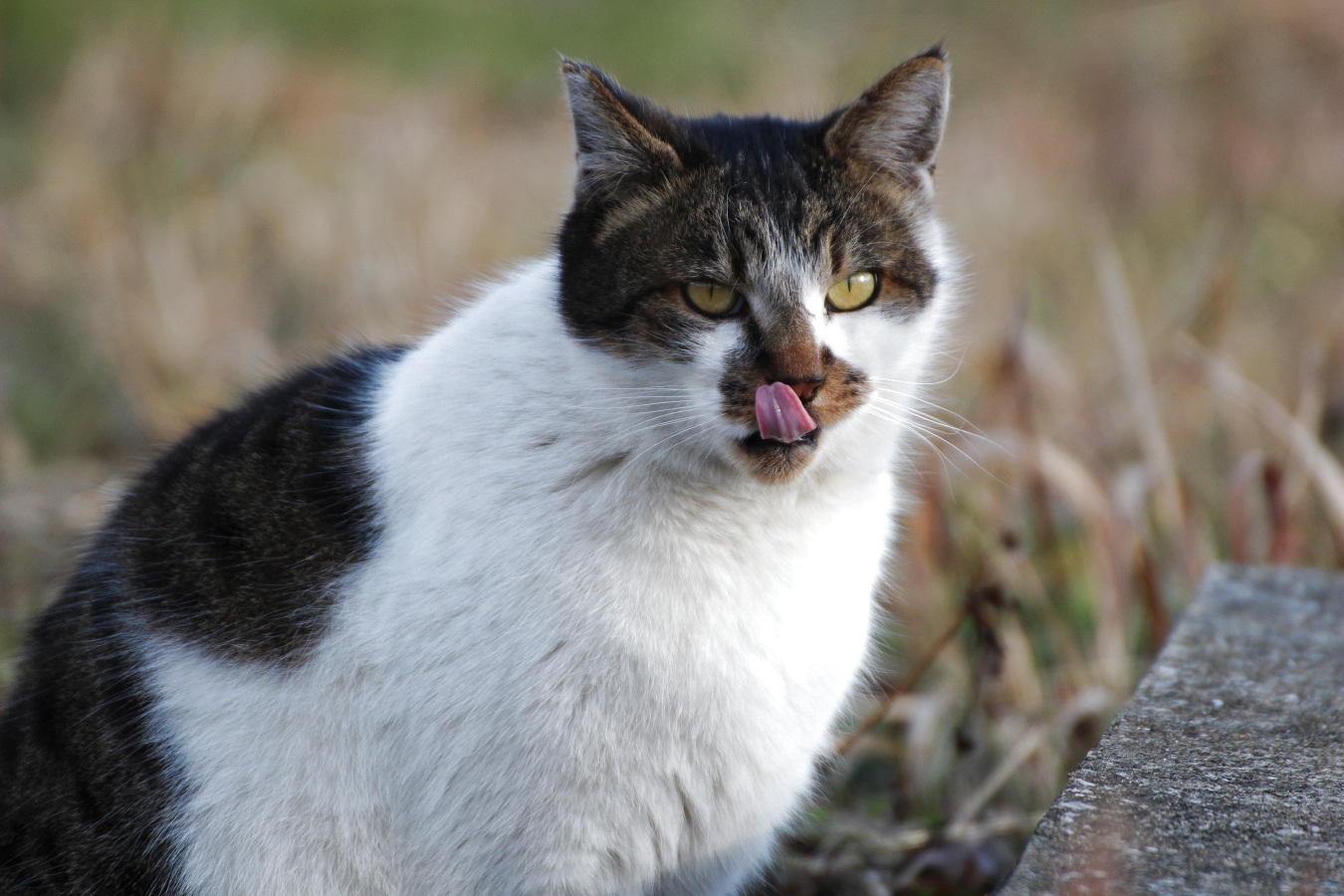 舌なめずりするノラ猫
