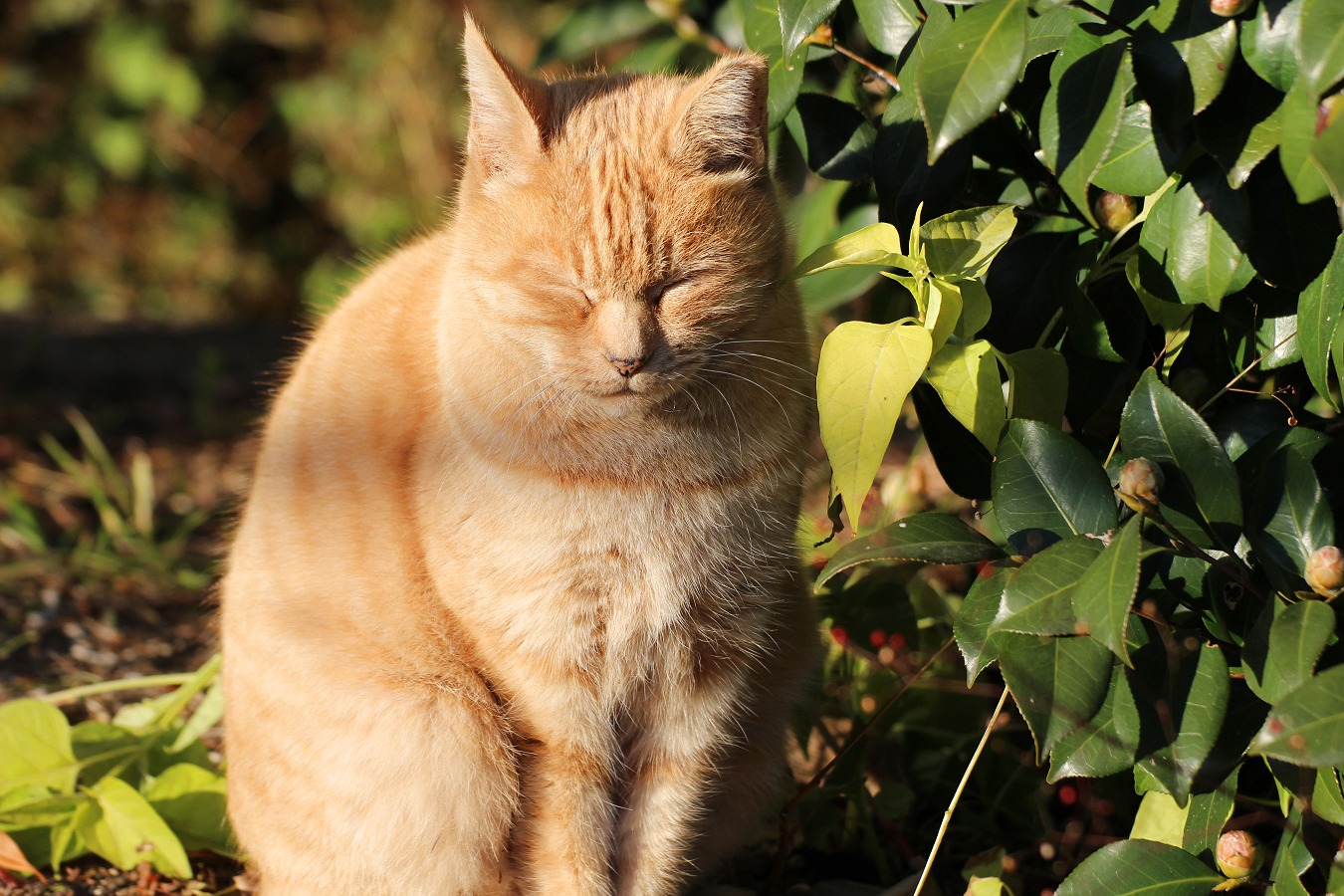 眩しそうな顔の茶トラ猫