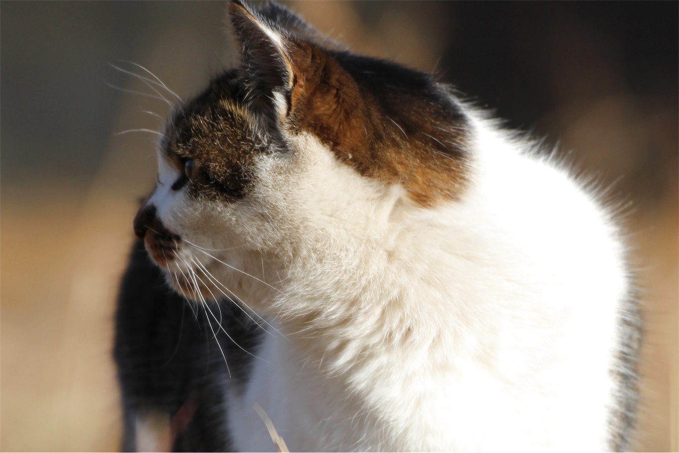 わかいいノラ猫の横顔アップ