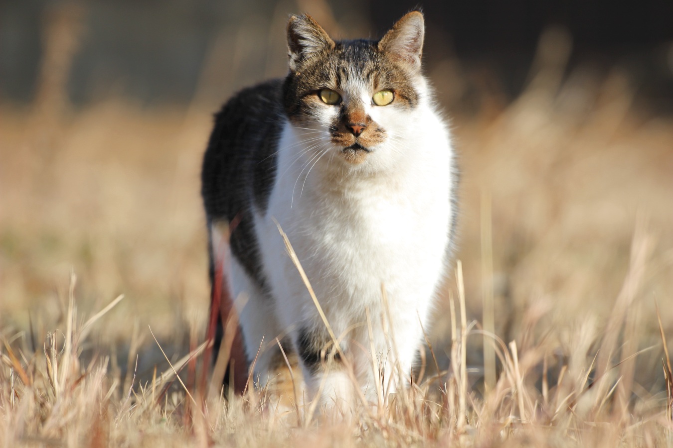 冬の野原に立つかわいい野良猫