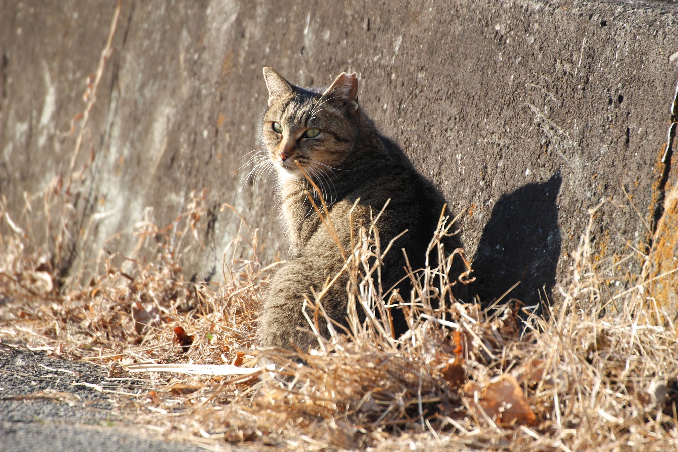 冬の野原に立つかわいい野良猫