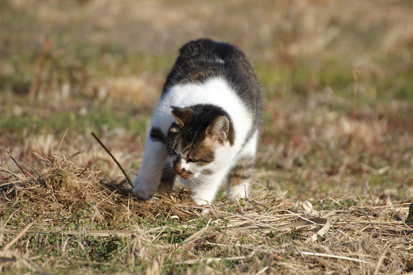 土を掘るノラ猫