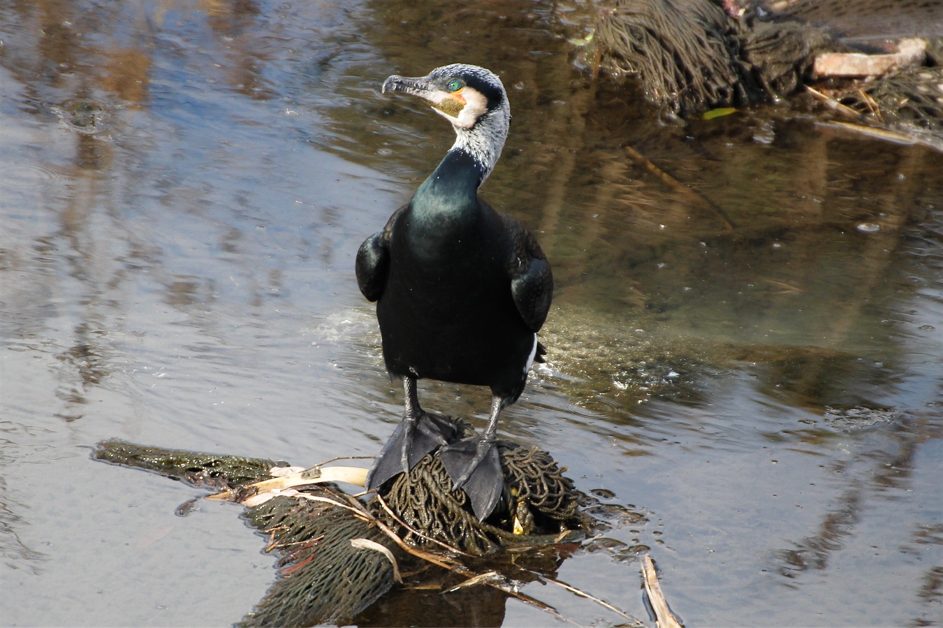 川の中州に立つ水鳥カワウ