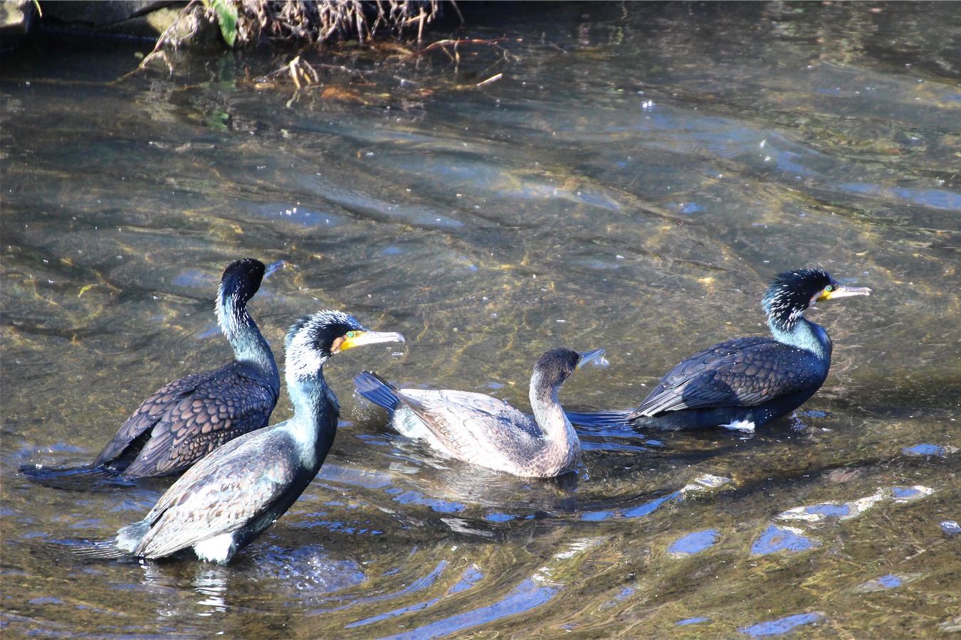 川に立つ水鳥カワウのグループ4羽
