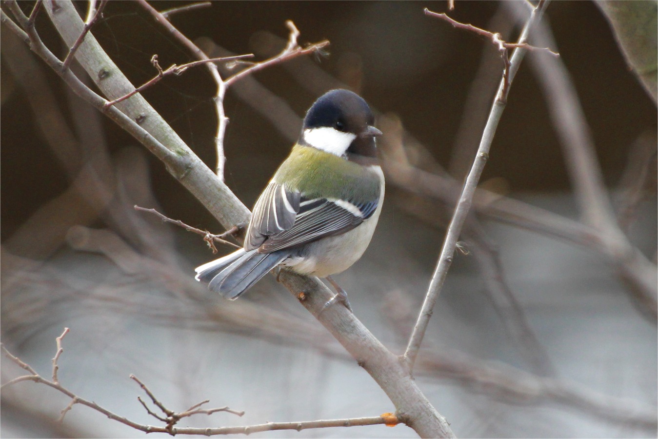 冬木にとまるシジュウカラ