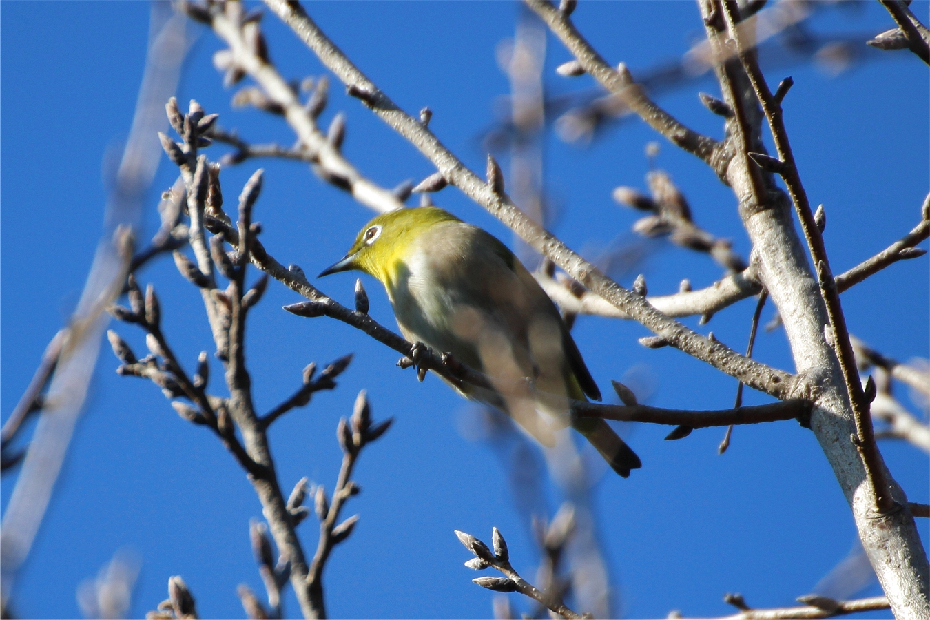 青空の下で冬木にとまるメジロ