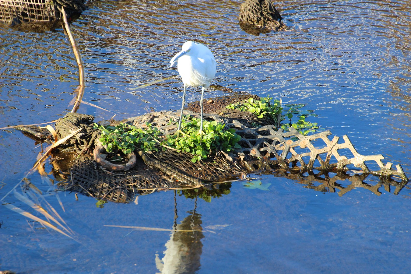 冬の川に立つコサギ