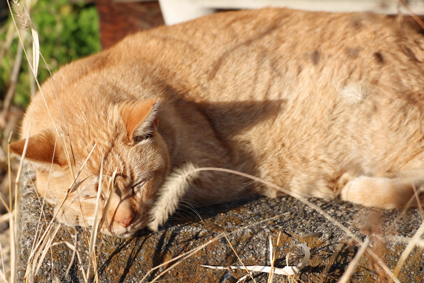 日向で昼寝する茶トラ猫