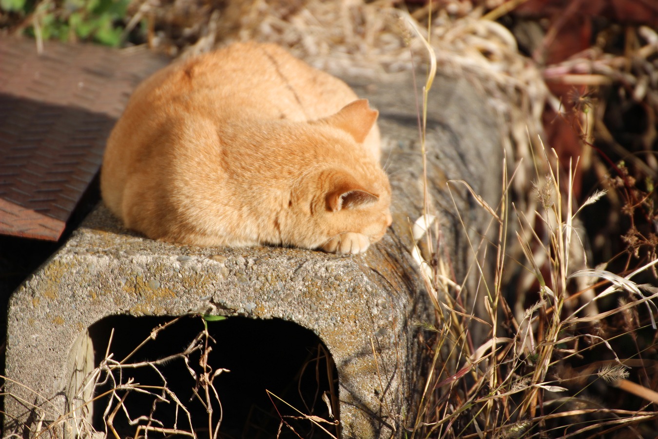 日向で昼寝する茶トラ猫