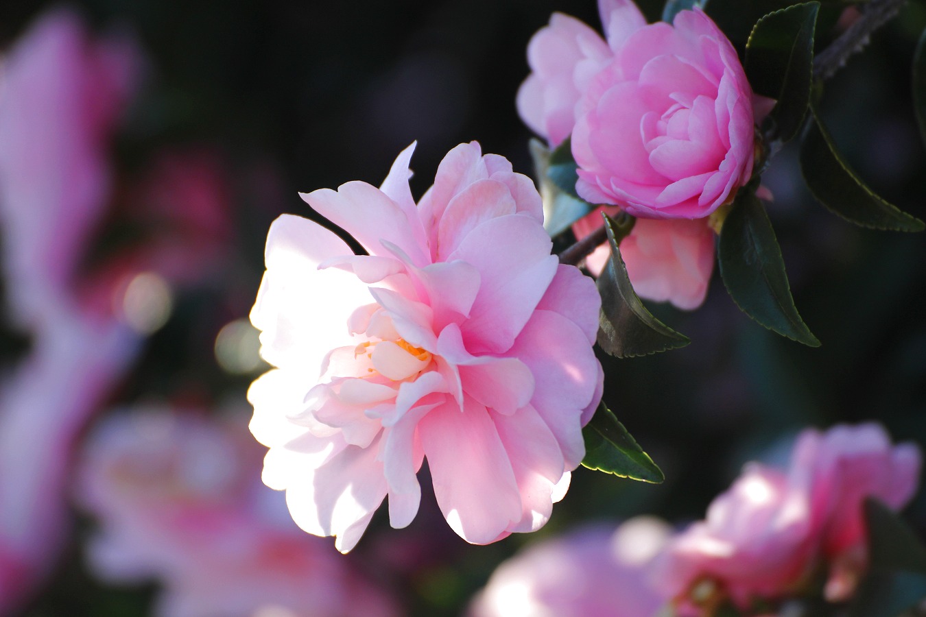 ピンク色のサザンカの花