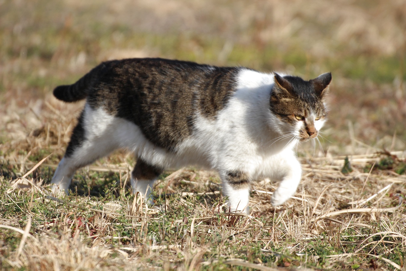 原っぱを走るノラ猫