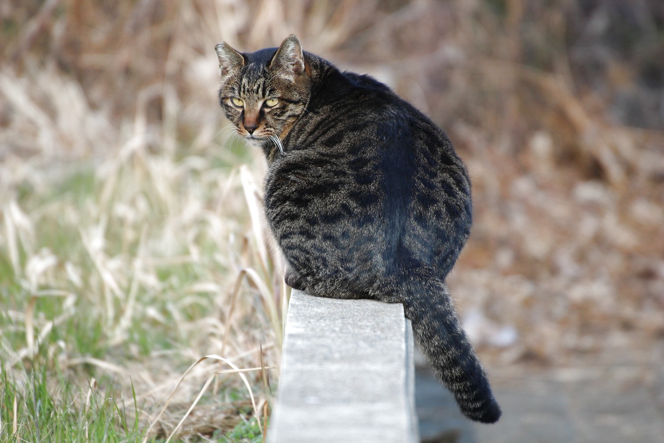 塀に座り振り返るかっこいいトラ猫のノラネコ