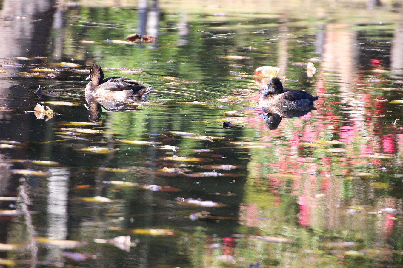 冬の池に浮遊するキンクロハジロ