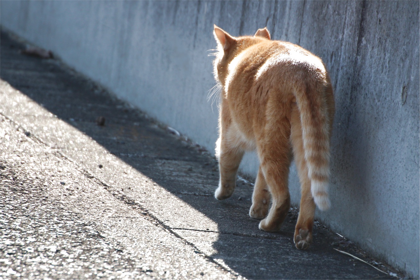 歩く茶トラ猫の後ろ姿