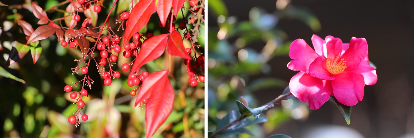 南天と赤い山茶花