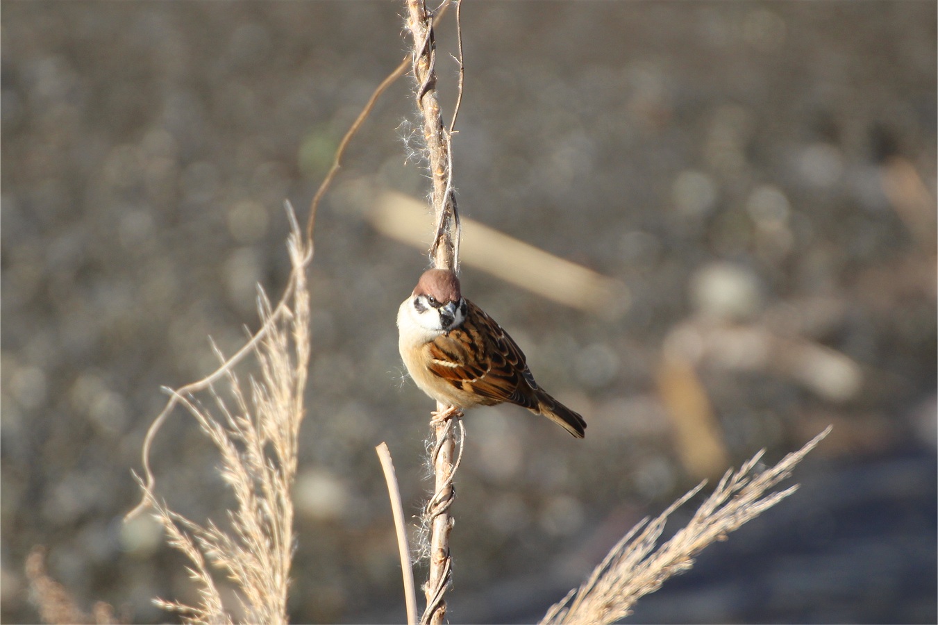 青空の下で冬木にとまるスズメ