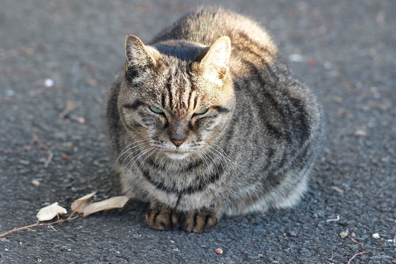冬のアスファルトで丸くなるトラ猫