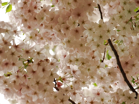桜花 画像