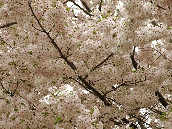 桜 横浜 画像
