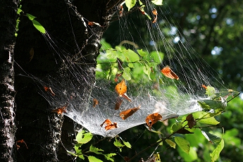 蜘蛛の巣 画像