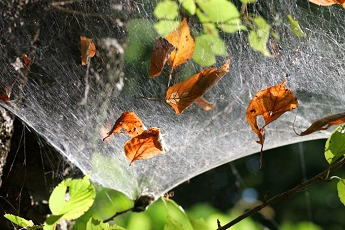クモの巣 画像