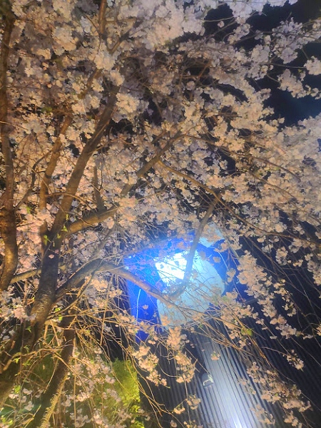 桜 夜景