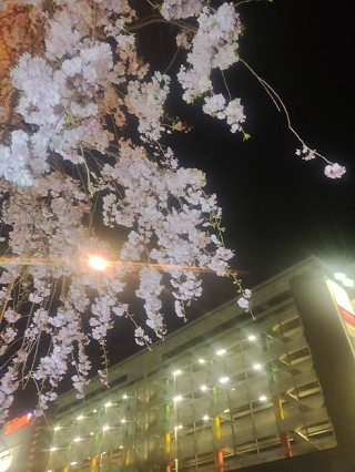 桜 夜景