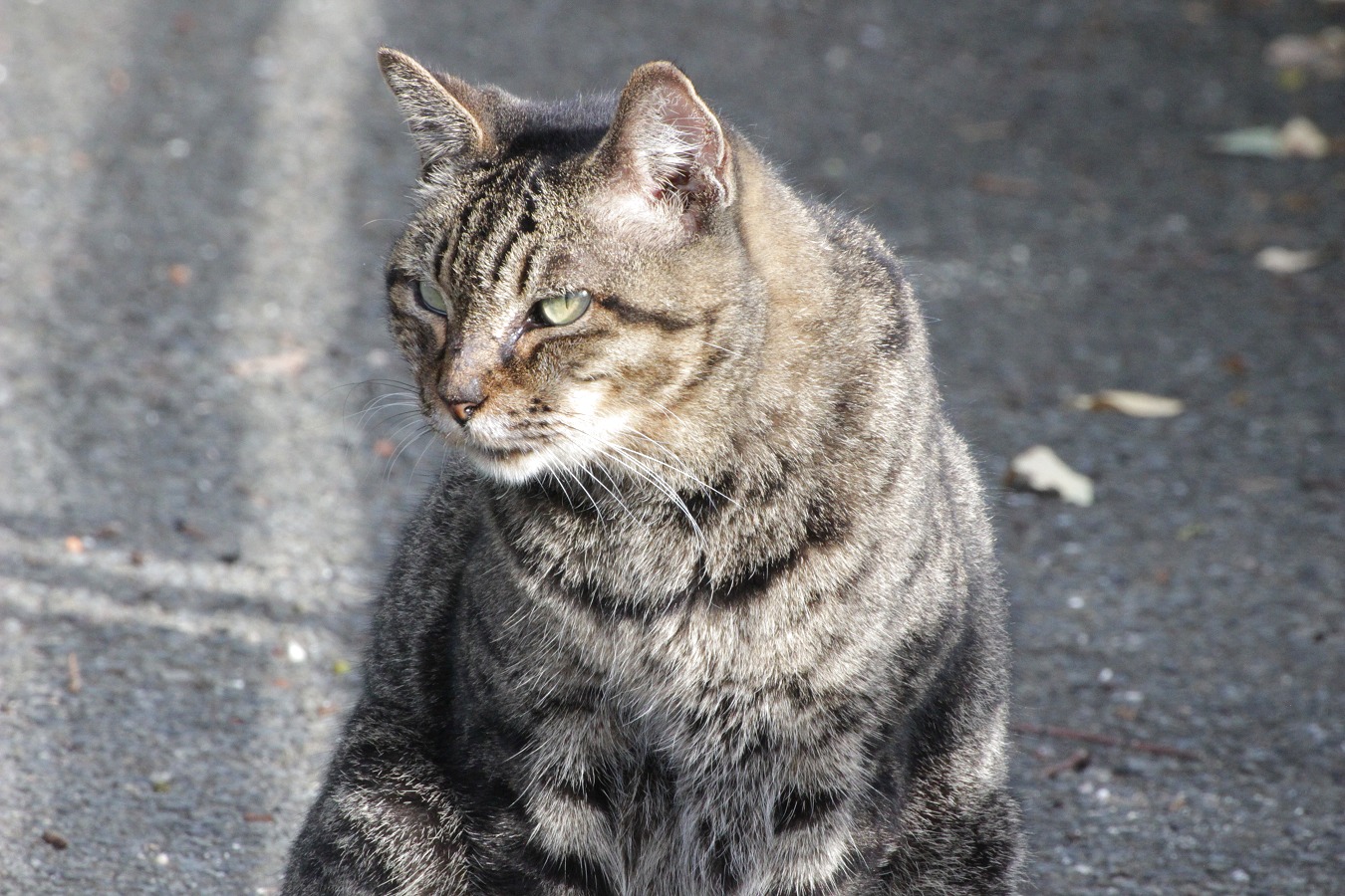 凛々しくかっこいい感じのトラ猫