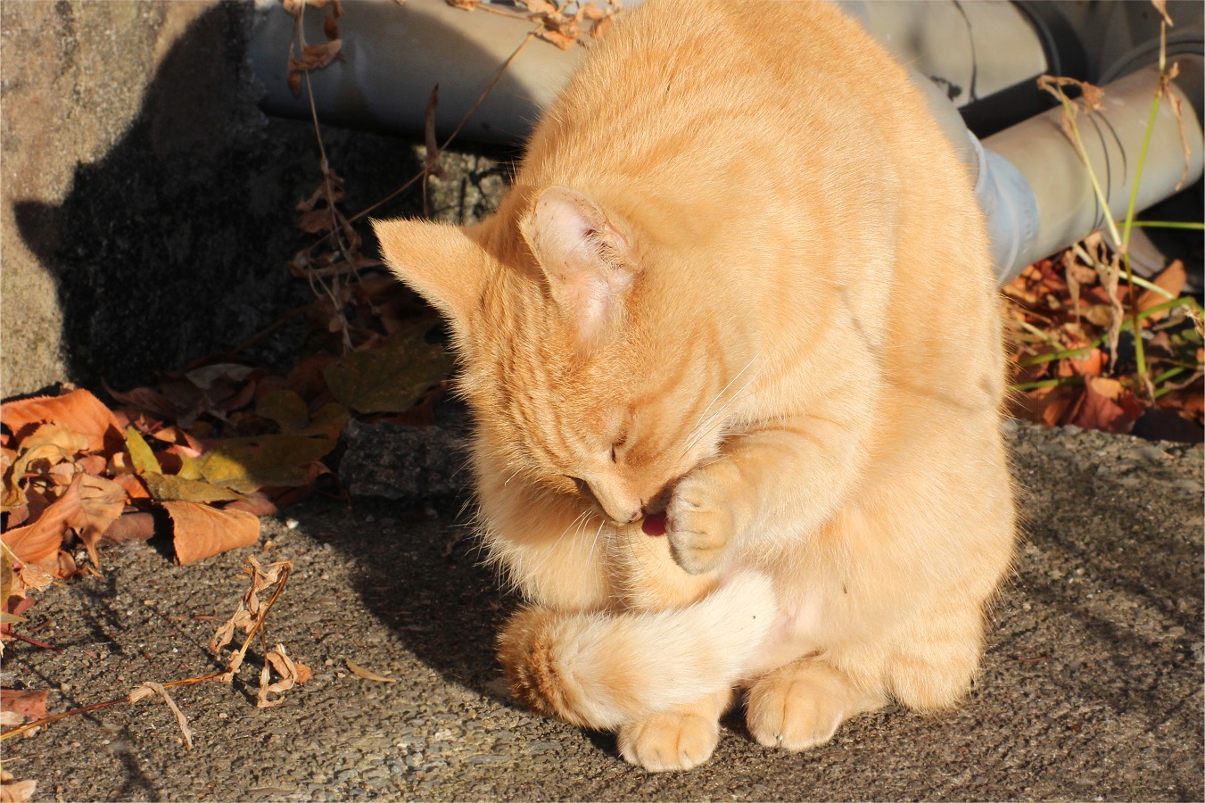 毛づくろいする茶トラ猫