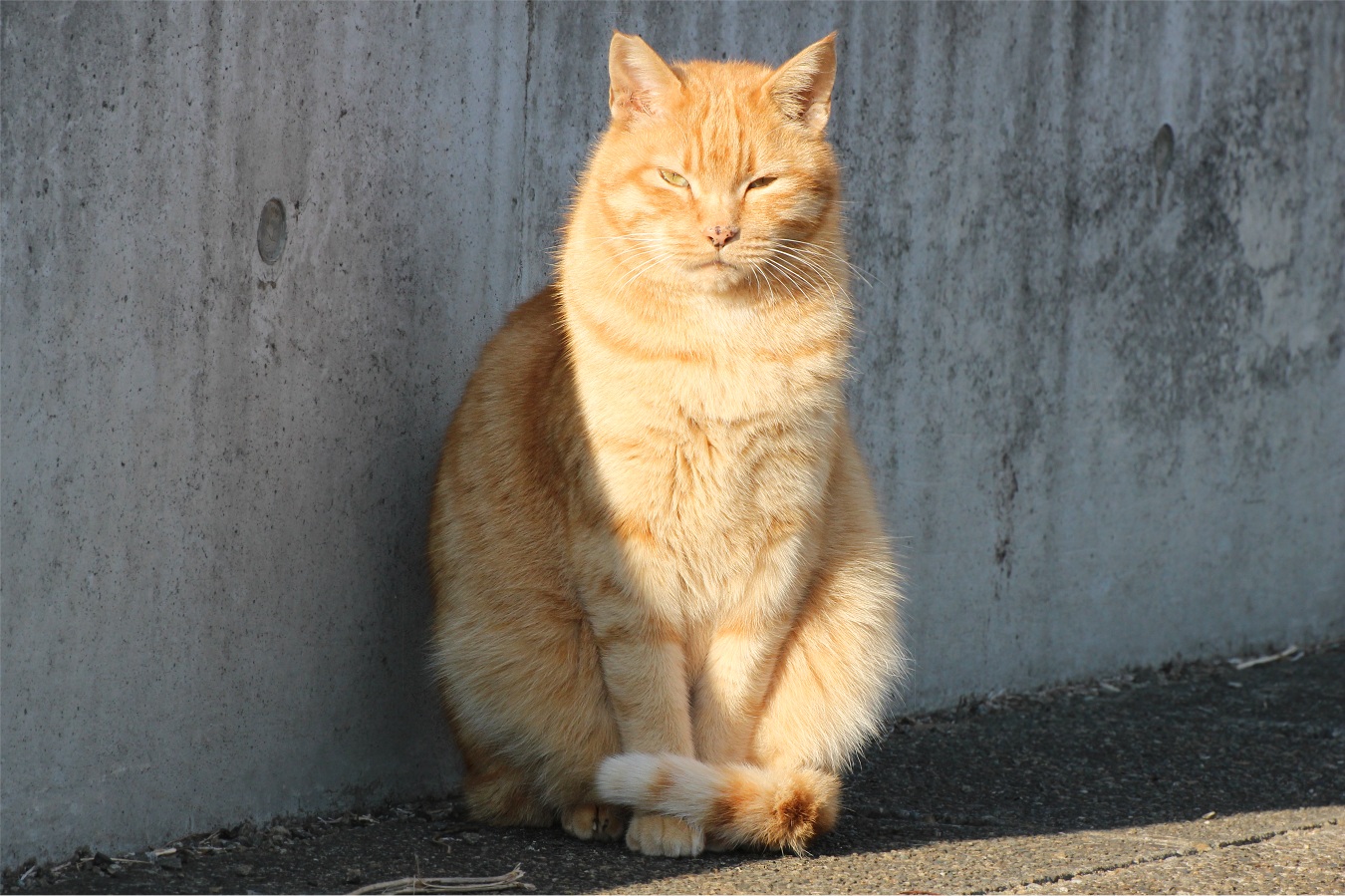 お行儀よく前を向いて座る茶トラ猫