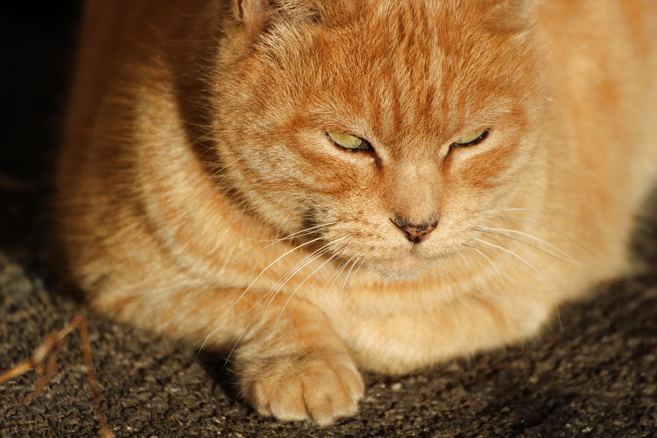 茶トラ猫の顔アップ