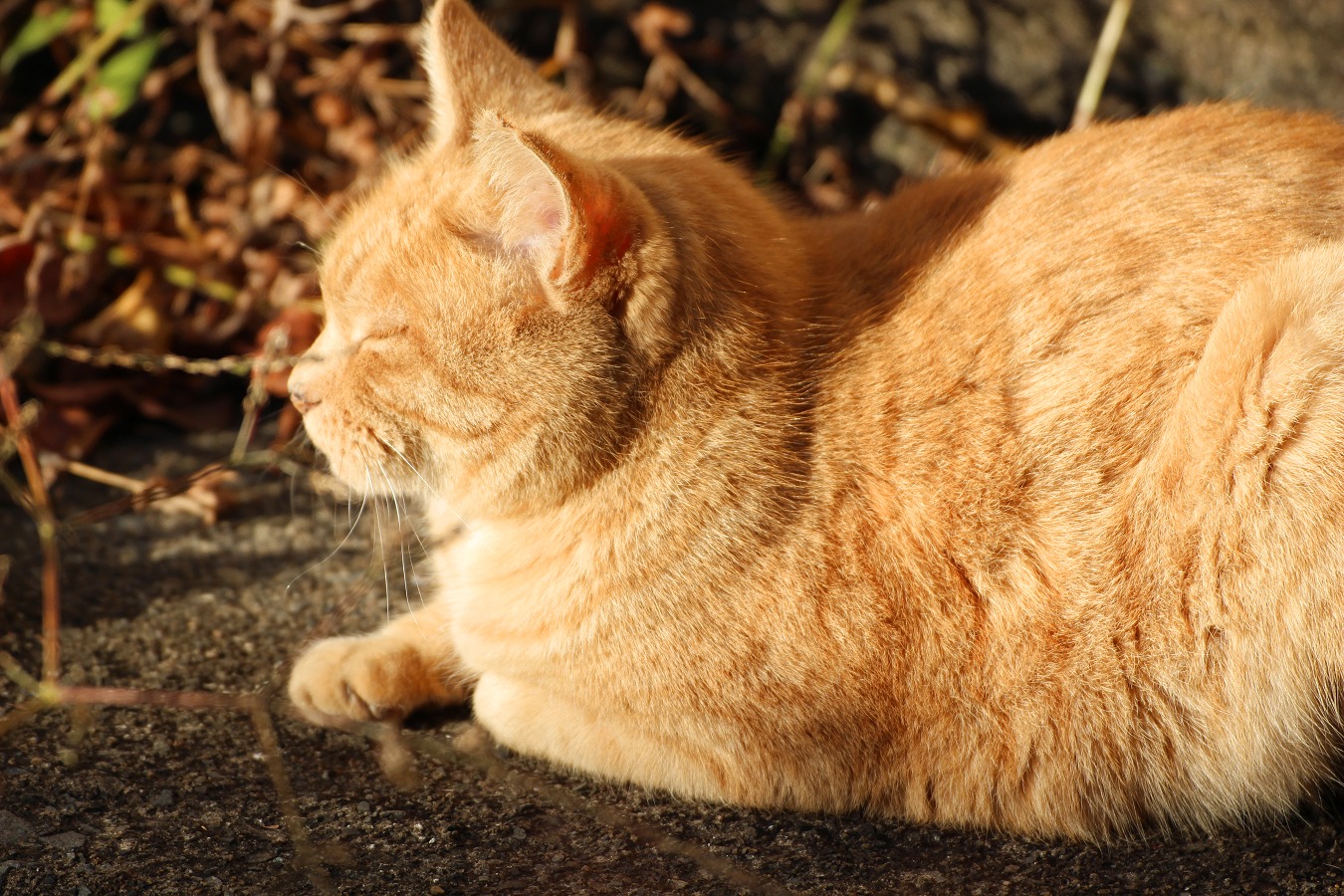 目をつむる茶トラ猫の横顔アップ